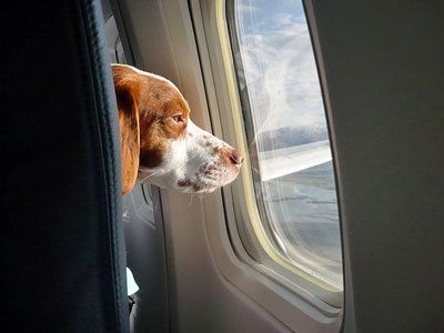 Pets on Private Jets